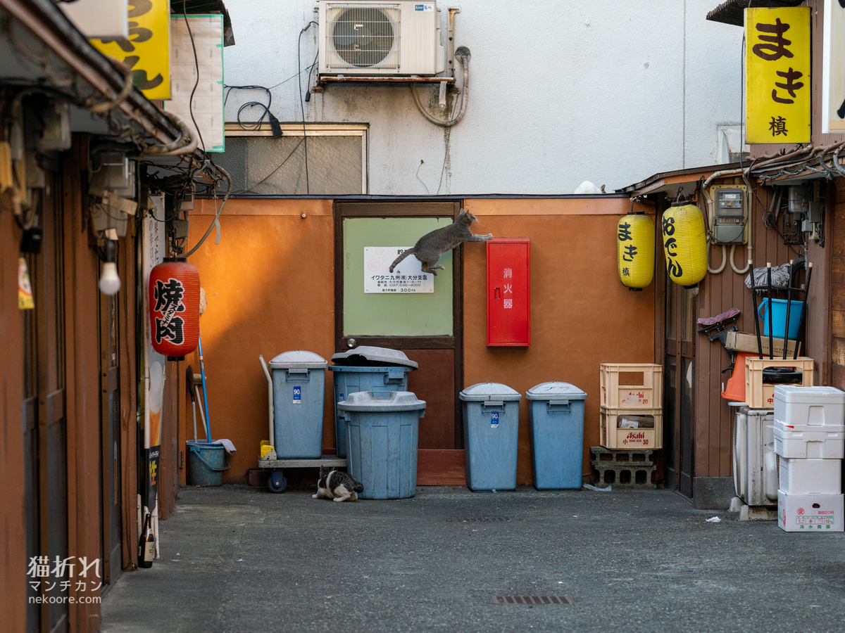 f:id:nekoore:20200806175329j:plain