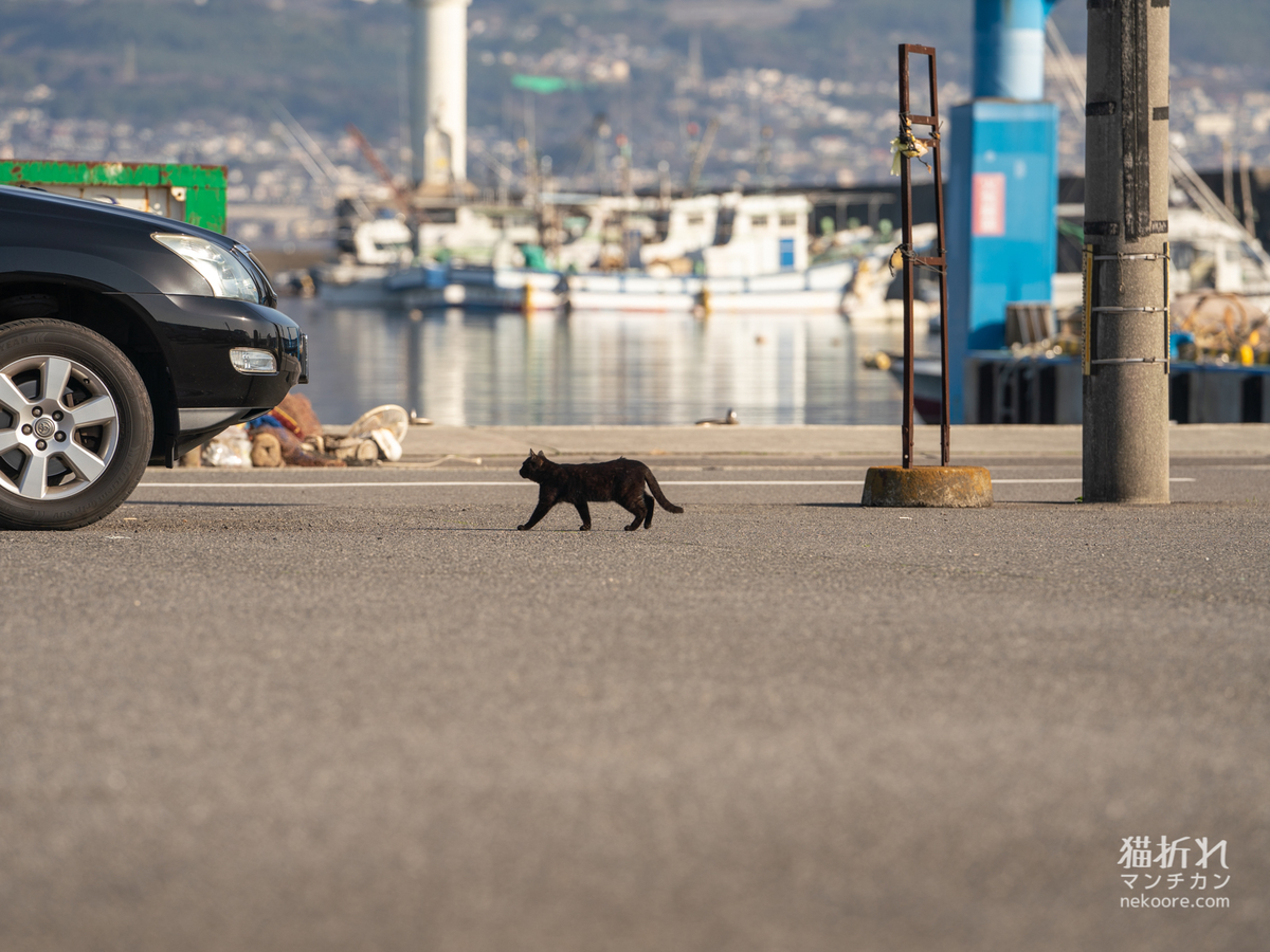 近隣港のねこさん いつかいたねこ 猫折れ