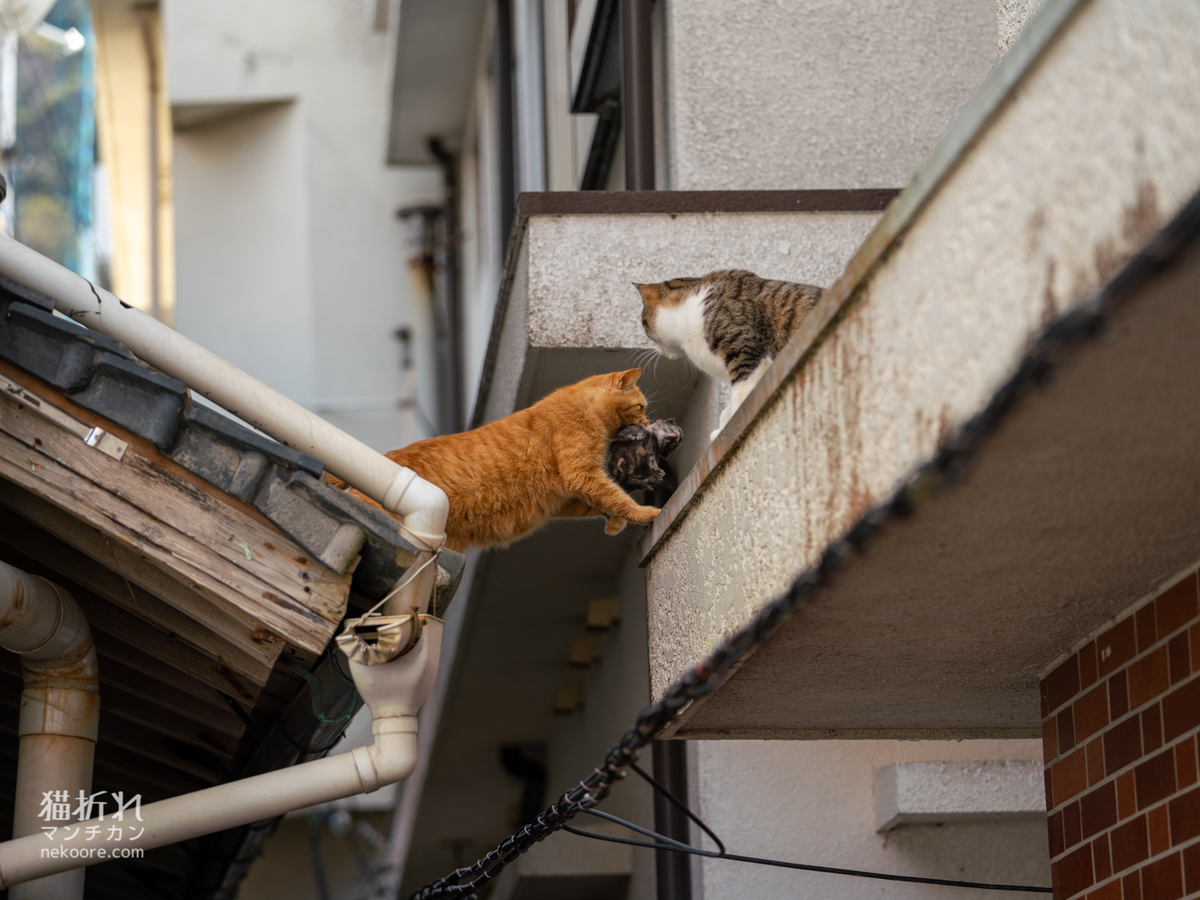 f:id:nekoore:20210826143806j:plain