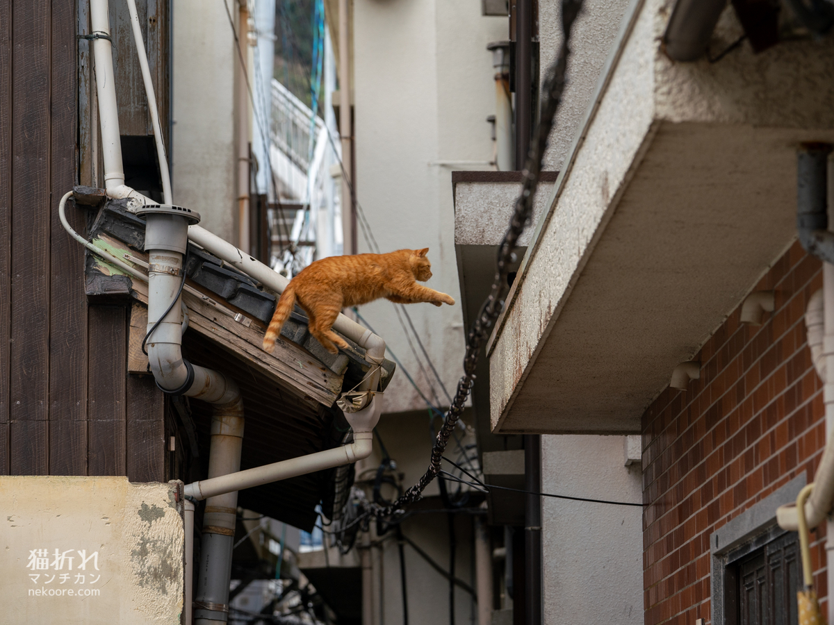 f:id:nekoore:20210929104228j:plain