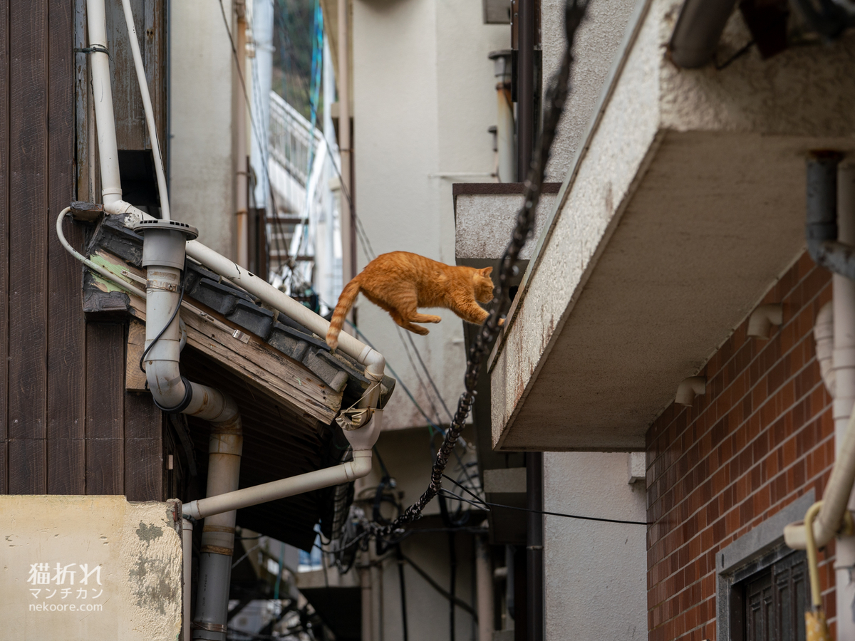 f:id:nekoore:20210929104232j:plain