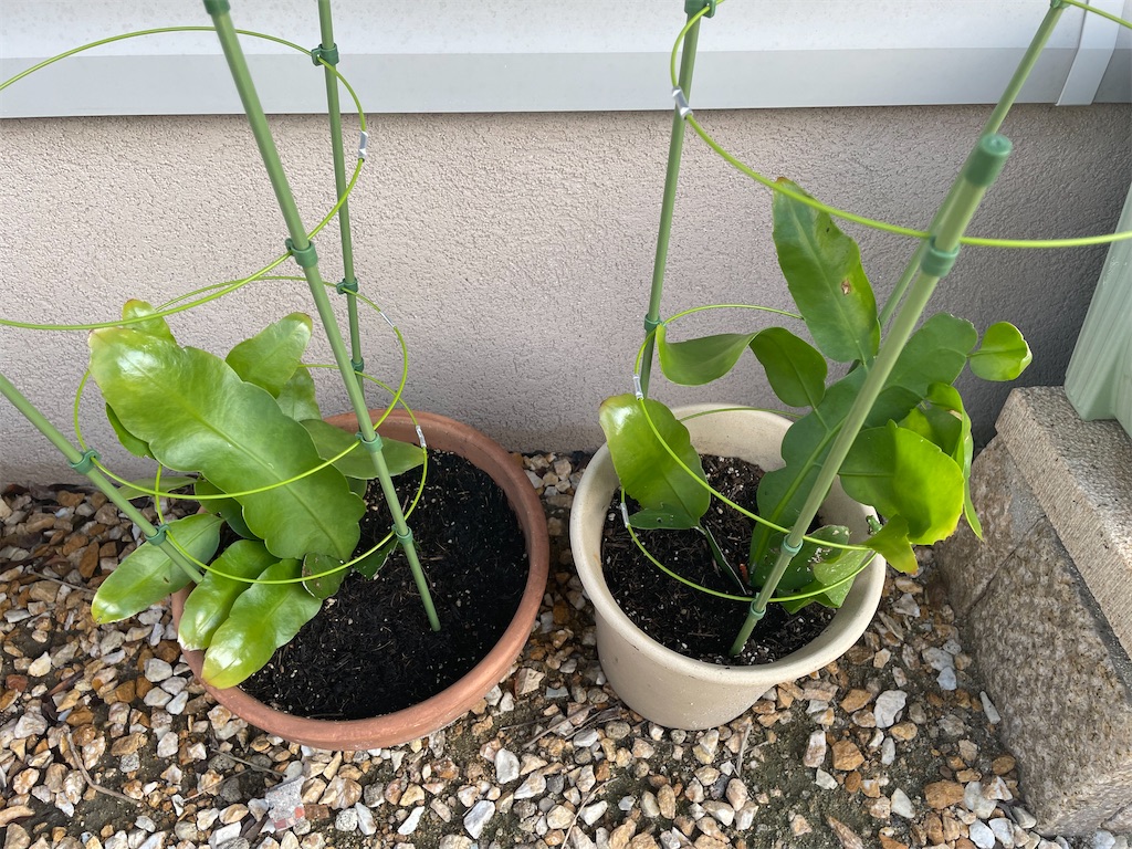 月下美人の成長記録〜これがシュートというやつか！ - 自由気ままに