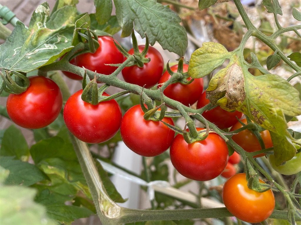 f:id:nekopiano496:20230729162322j:image