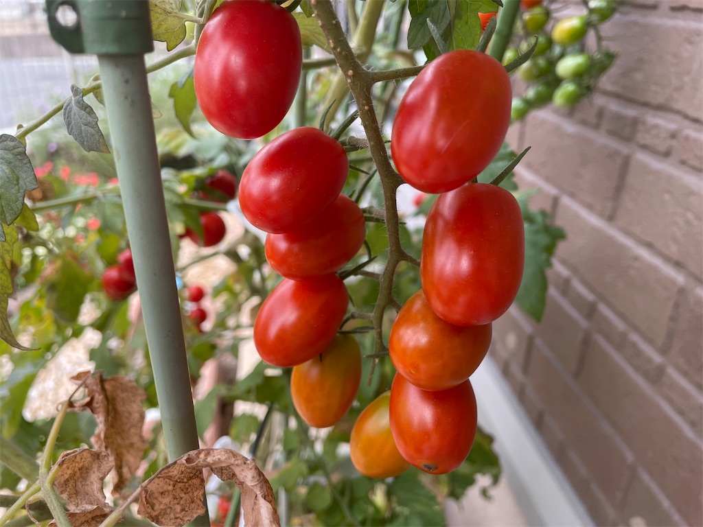 f:id:nekopiano496:20230729162346j:image