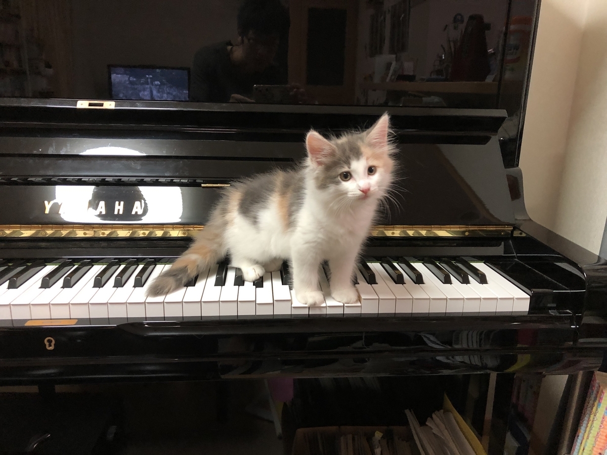 かわいすぎる我が家の愛娘〜生後2ヶ月のノルウェージャンの子猫