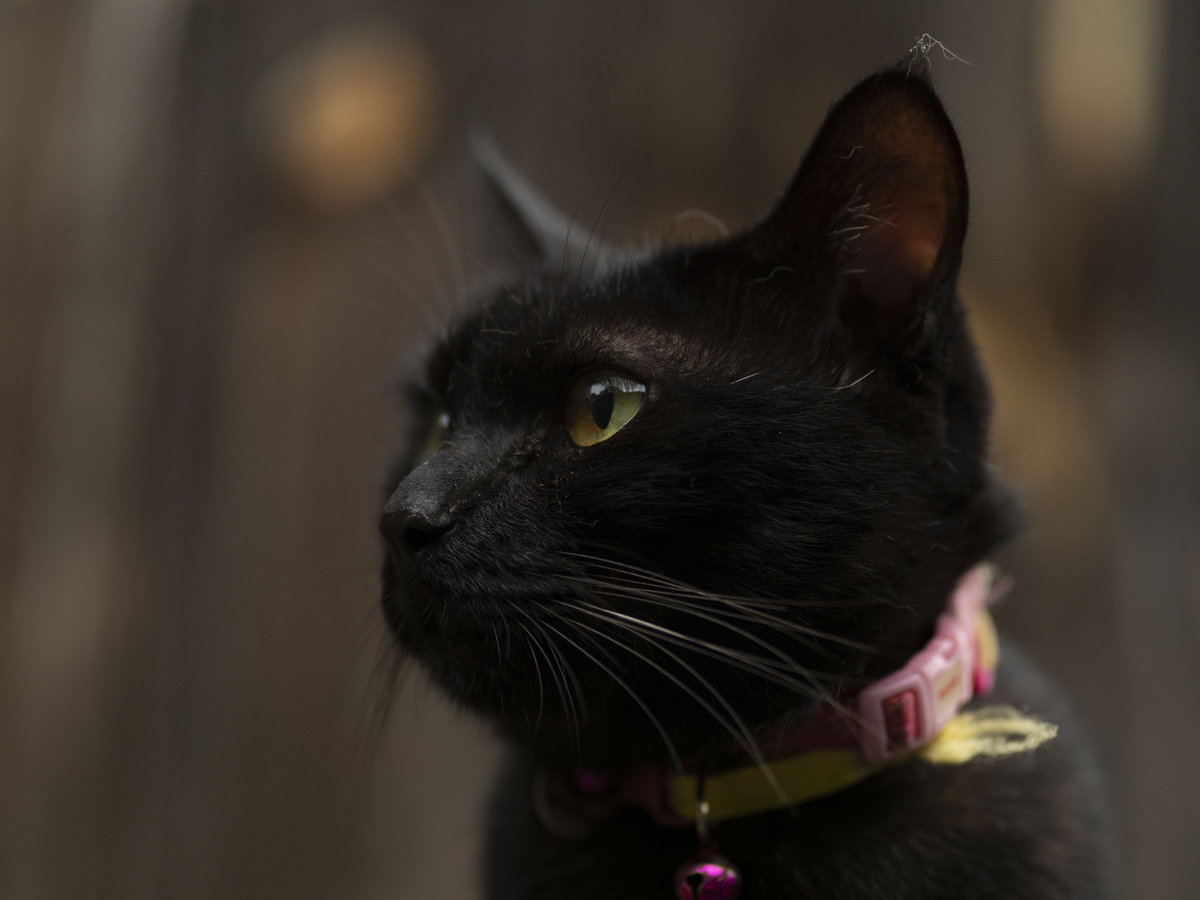 f:id:nekopictures:20190830200204j:plain