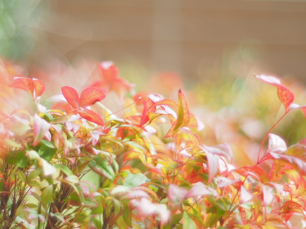 f:id:nekopictures:20191108011404j:plain