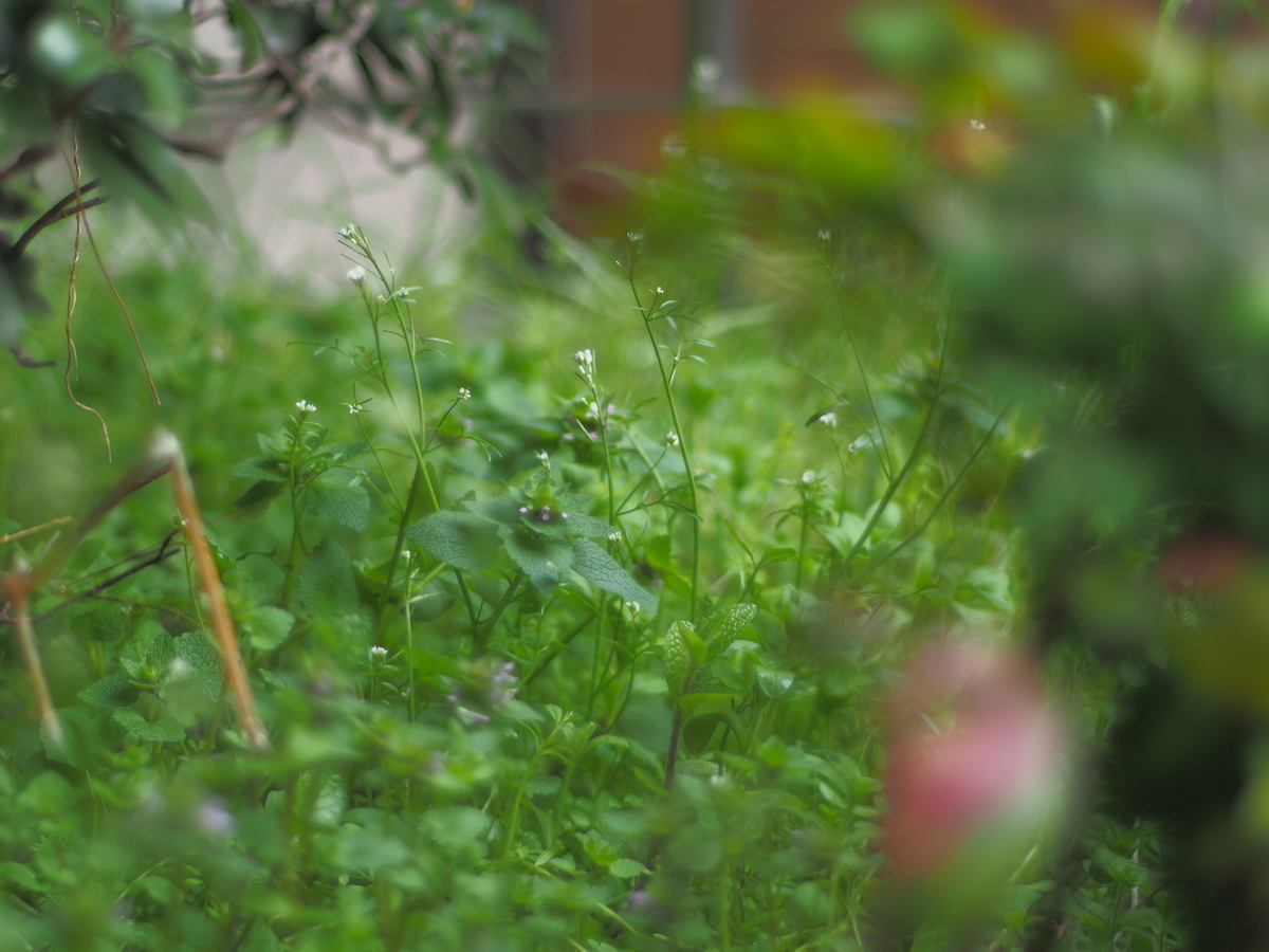 f:id:nekopictures:20191108012341j:plain