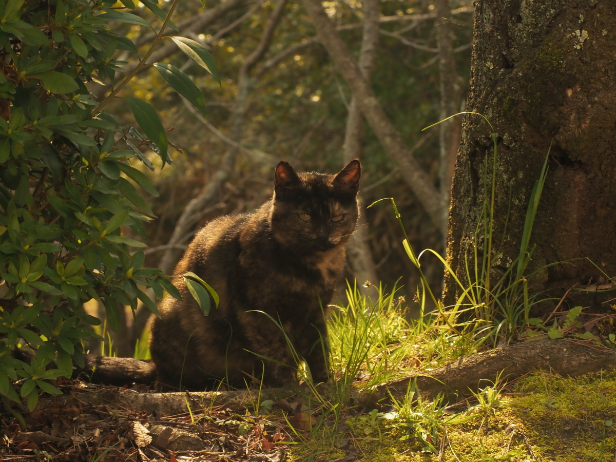 f:id:nekopictures:20191108015329j:plain