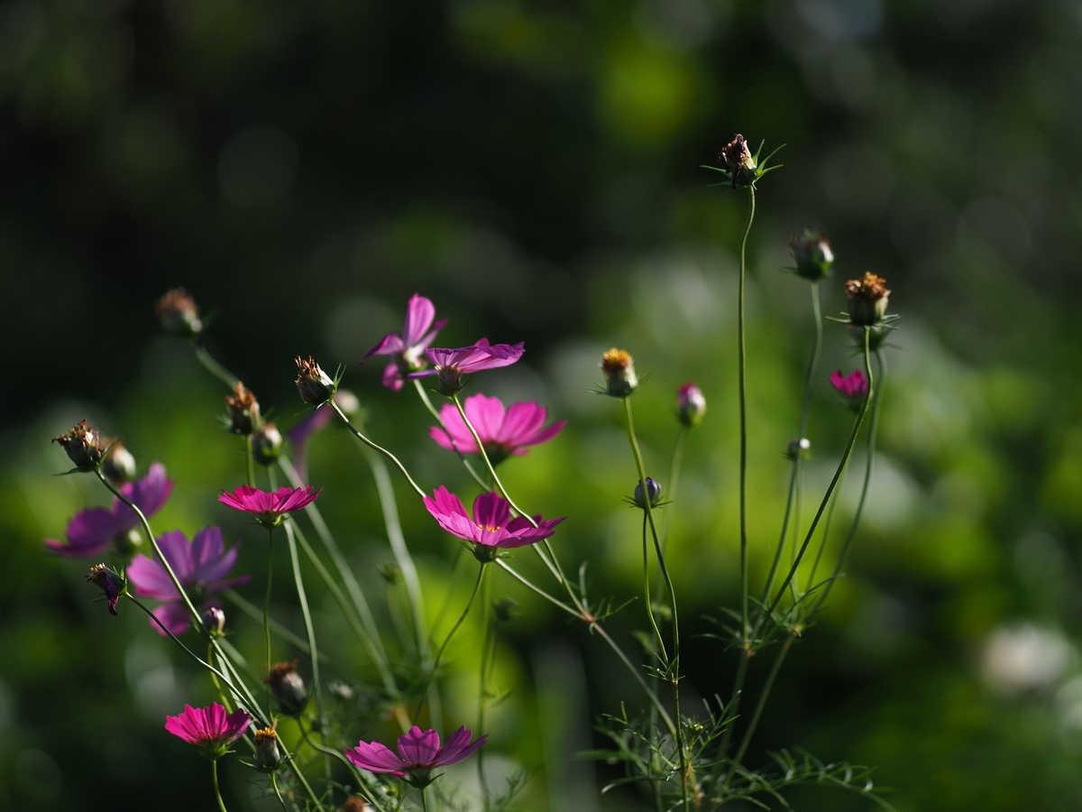 f:id:nekopictures:20191129032044j:plain