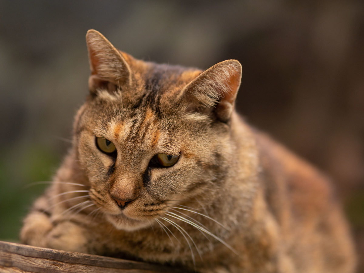 f:id:nekopictures:20191203110716j:plain