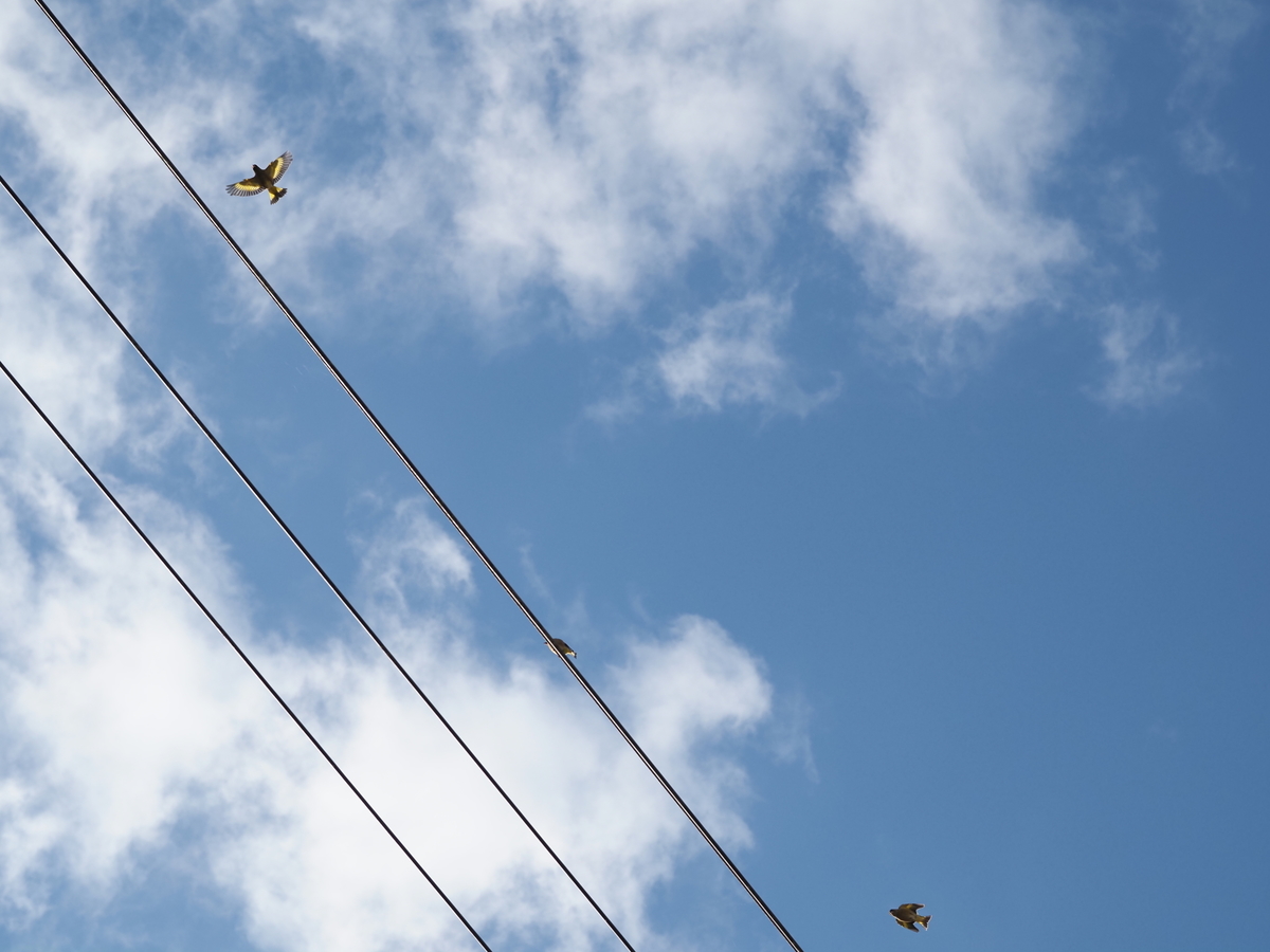 f:id:nekopictures:20191224212118j:plain