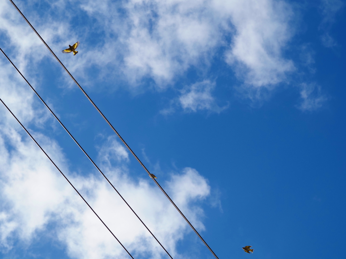 f:id:nekopictures:20191224212846j:plain