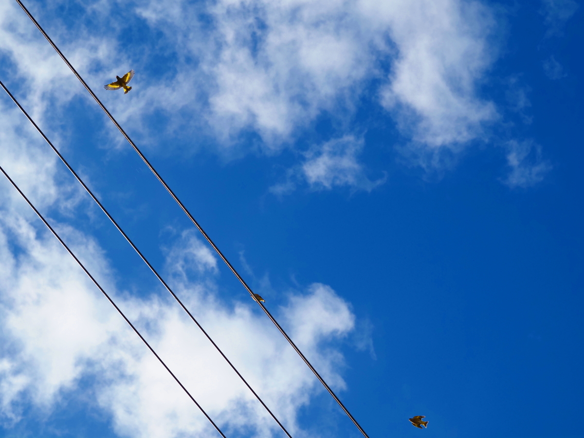 f:id:nekopictures:20191224213752j:plain