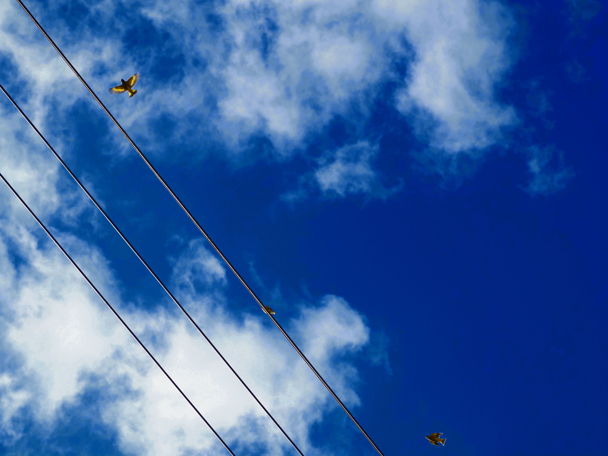 f:id:nekopictures:20191224214351j:plain