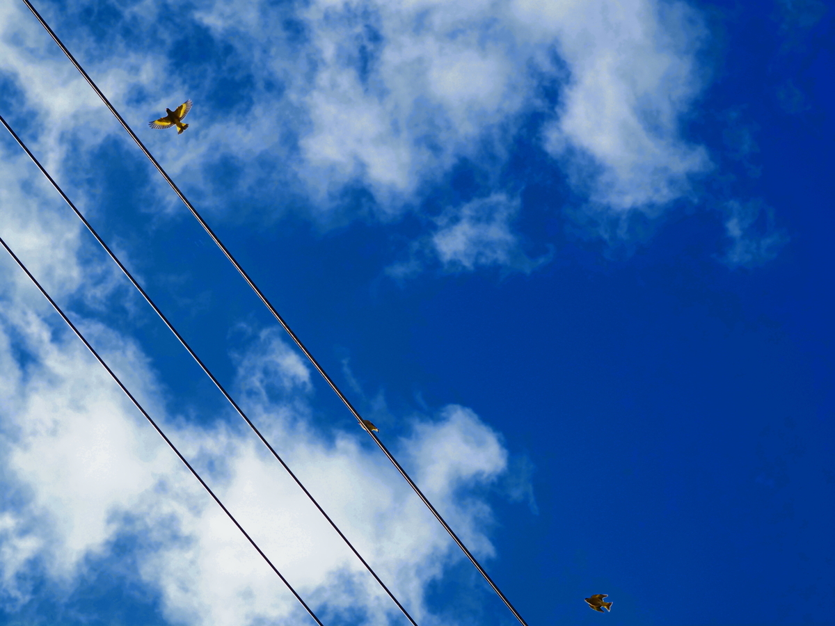 f:id:nekopictures:20191224214356j:plain