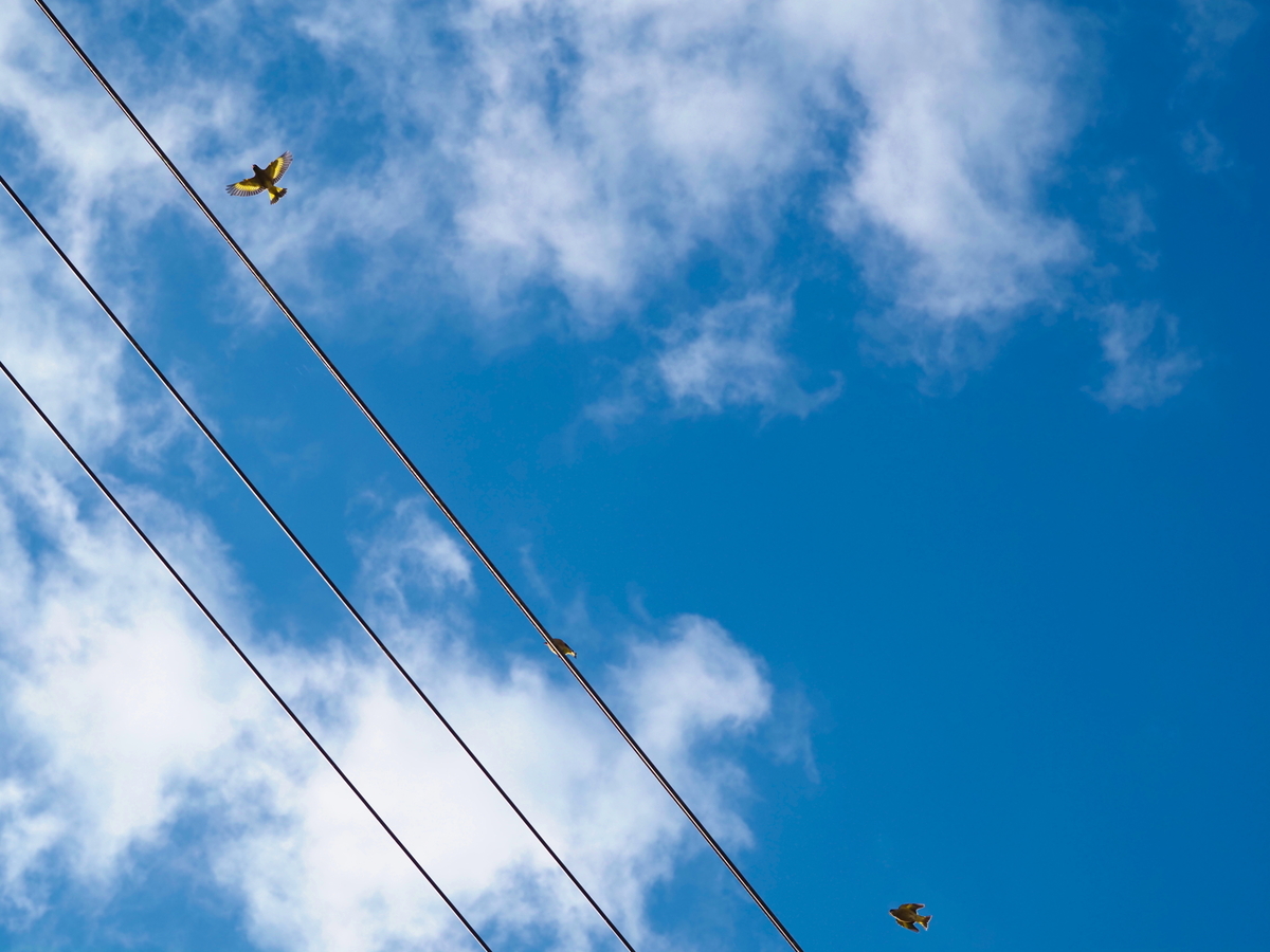 f:id:nekopictures:20191224214858j:plain