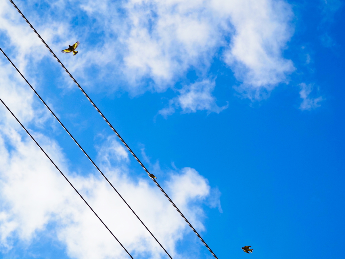 f:id:nekopictures:20191224214943j:plain