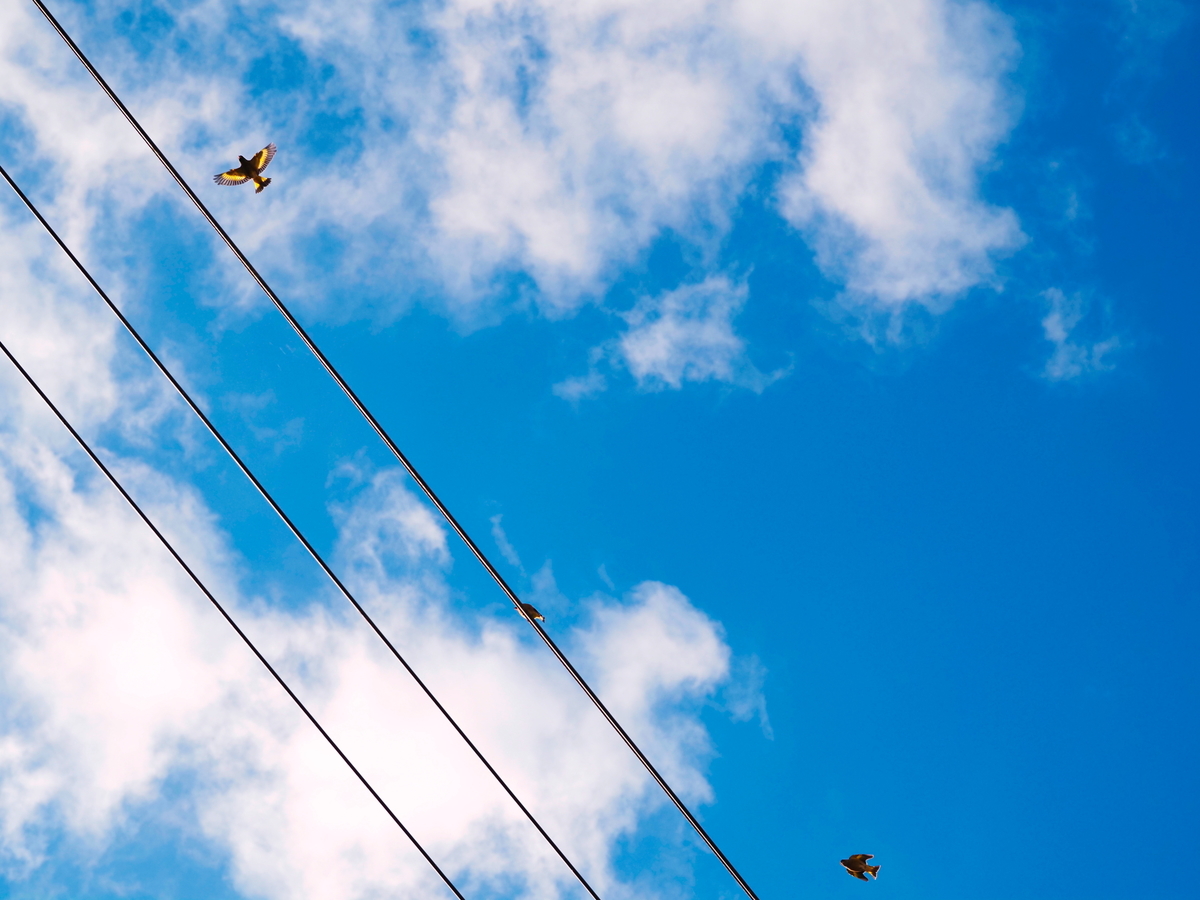 f:id:nekopictures:20191224215116j:plain