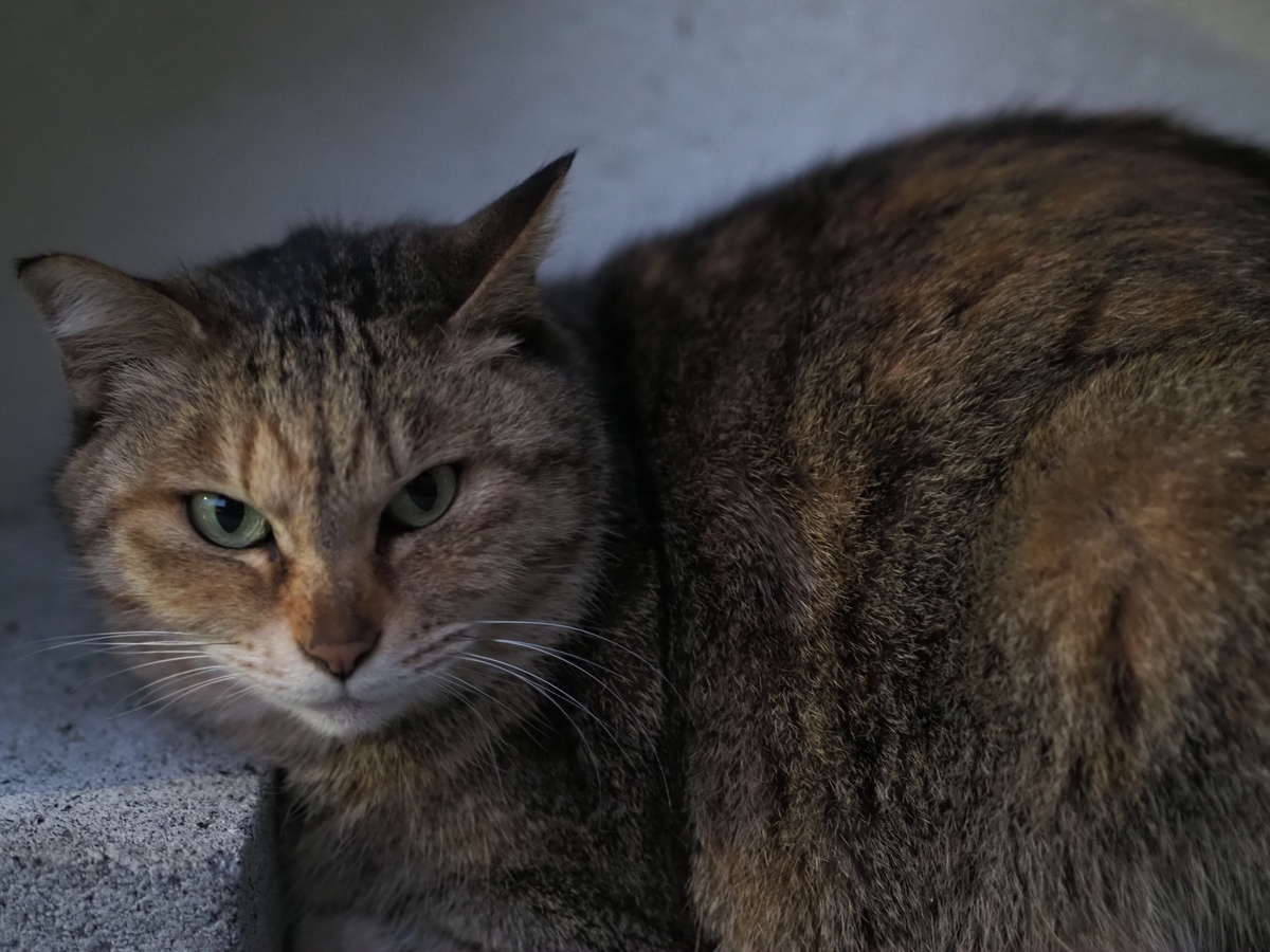 f:id:nekopictures:20200101211202j:plain