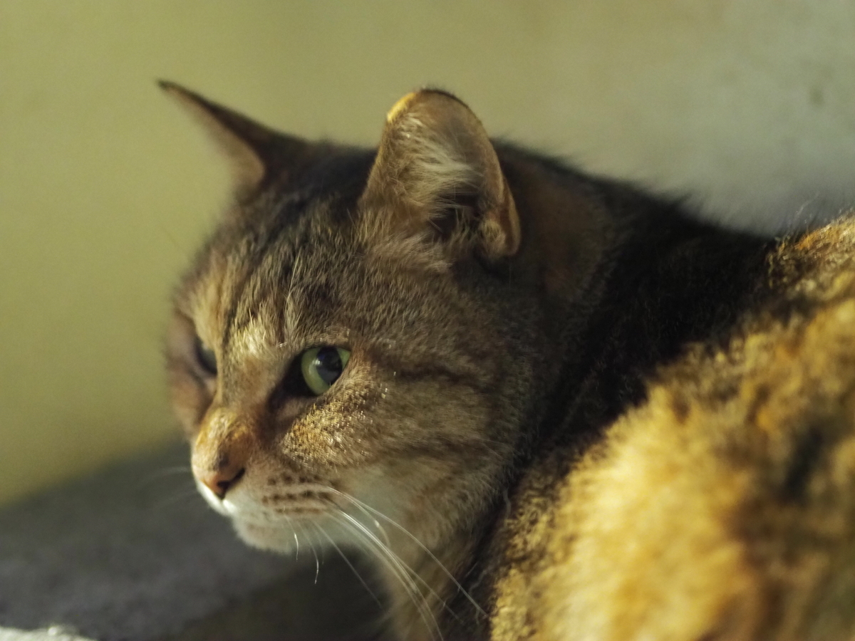 f:id:nekopictures:20200101211636j:plain