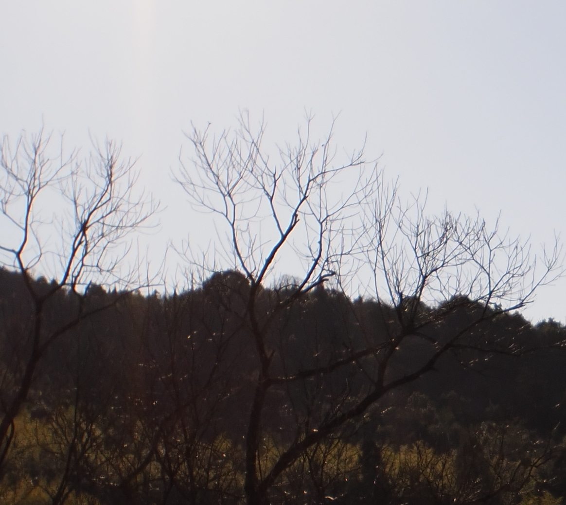 f:id:nekopictures:20200105025128j:plain