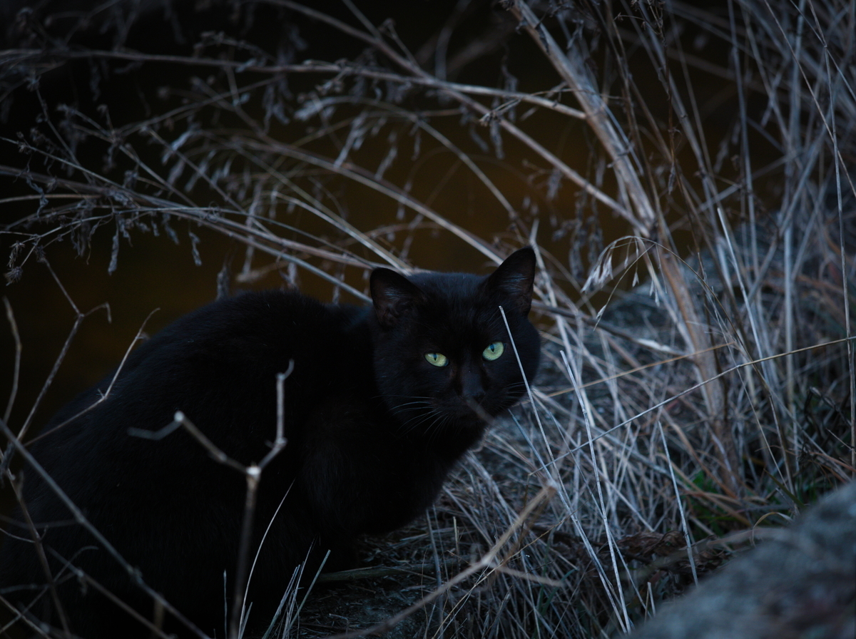 f:id:nekopictures:20200206155652j:plain