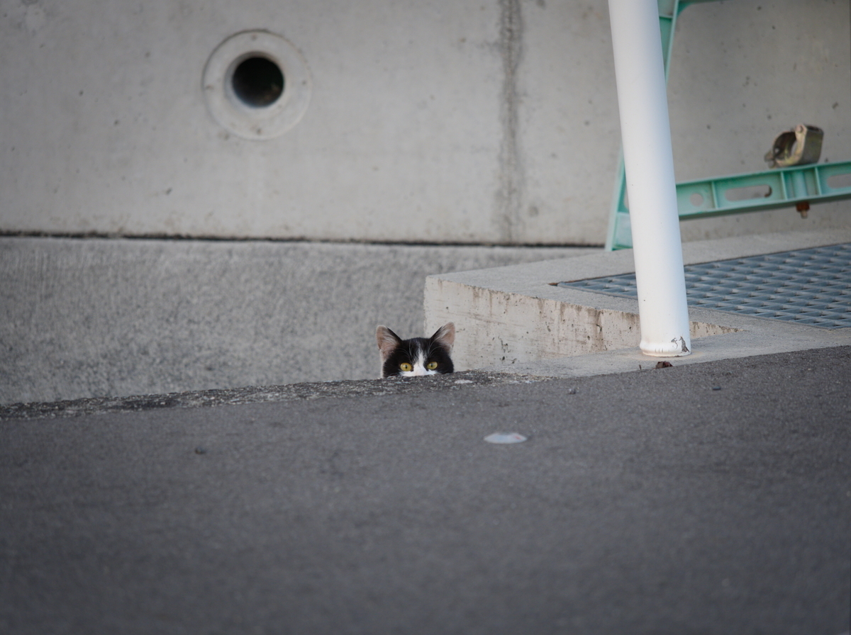 f:id:nekopictures:20200206155708j:plain