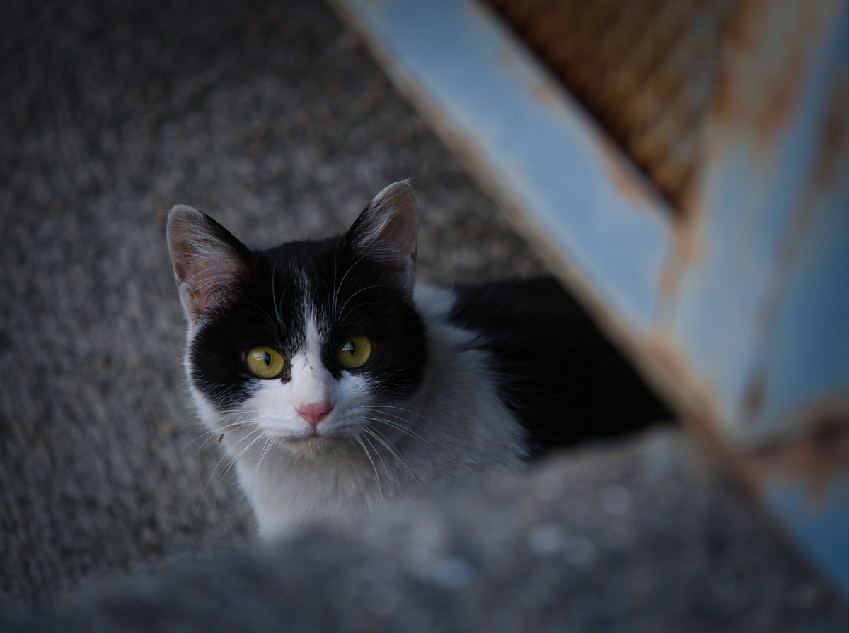 f:id:nekopictures:20200206155738j:plain