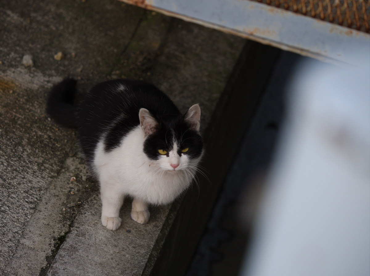 f:id:nekopictures:20200206155906j:plain