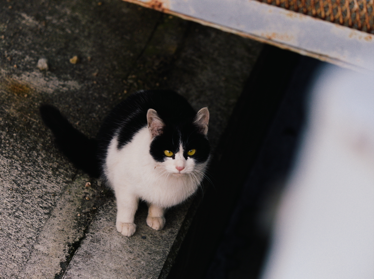 f:id:nekopictures:20200206155937j:plain