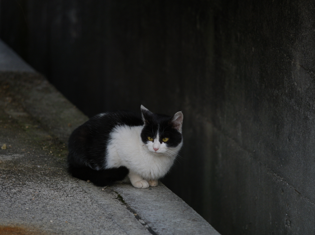 f:id:nekopictures:20200206160355j:plain