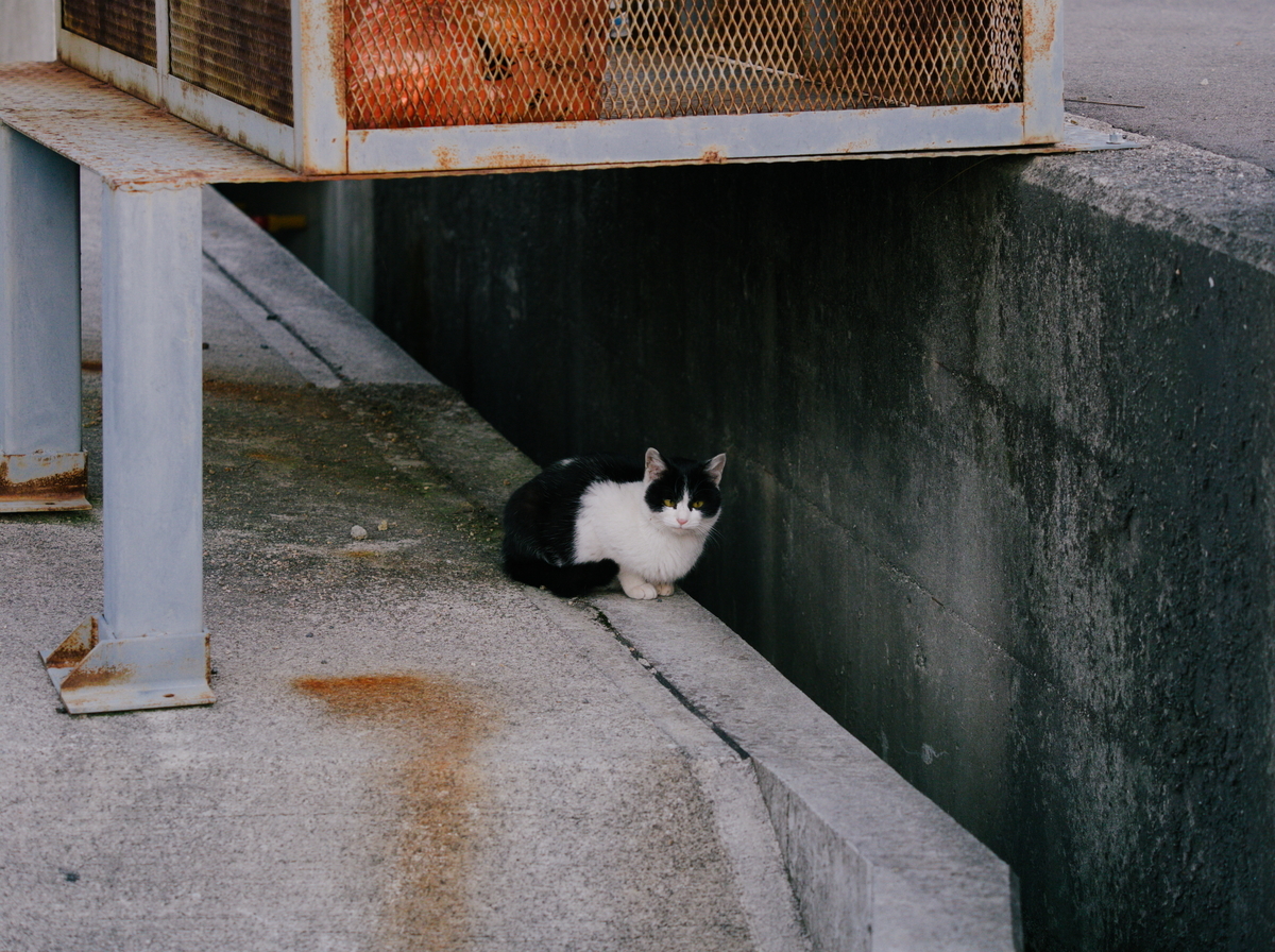 f:id:nekopictures:20200206160414j:plain