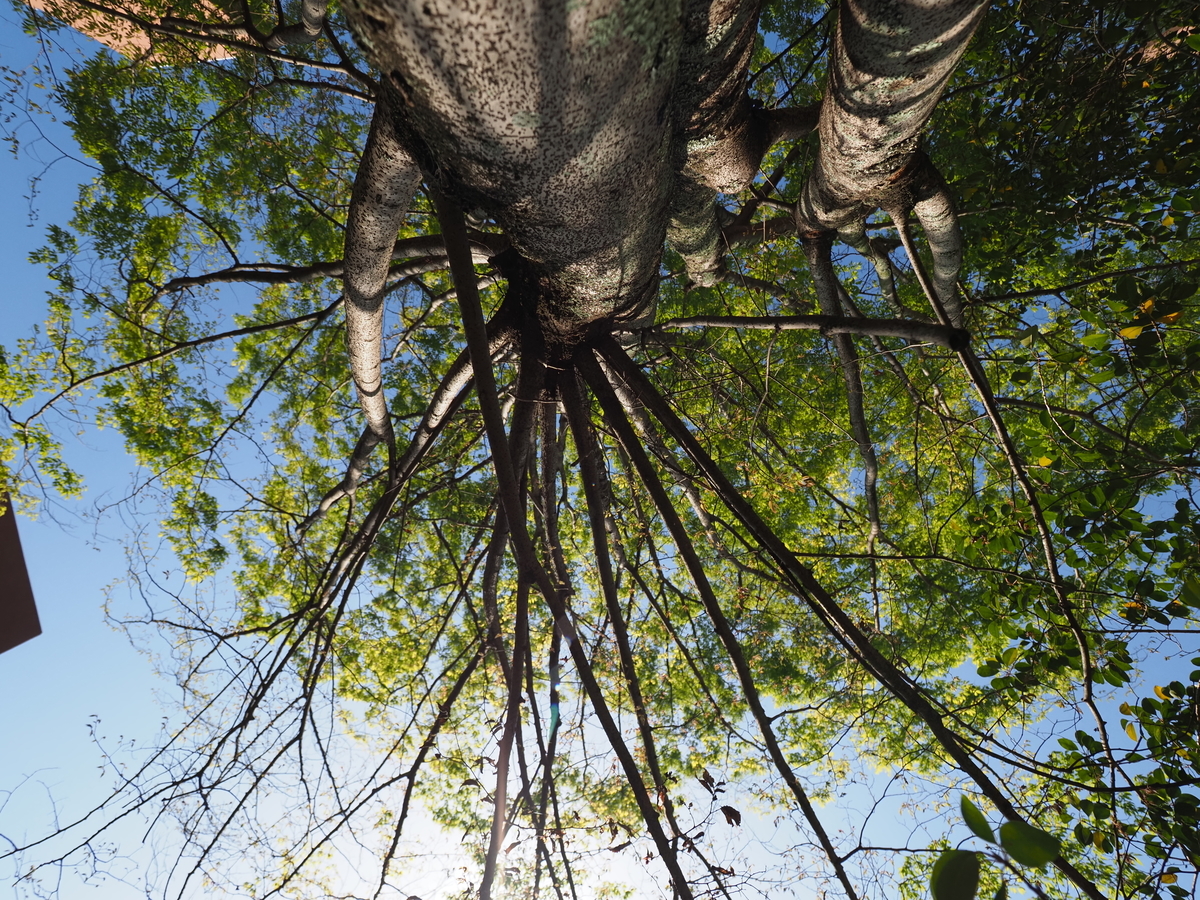 f:id:nekopictures:20210509020416j:plain