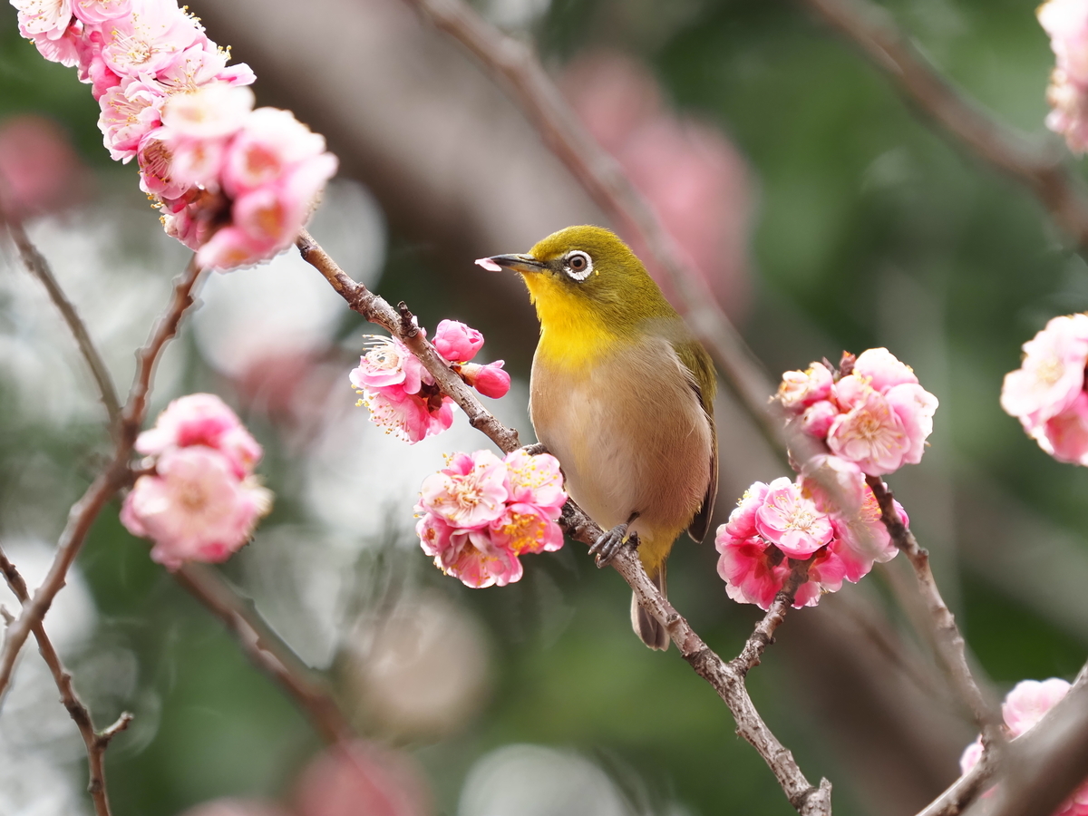 f:id:nekopictures:20210509020907j:plain