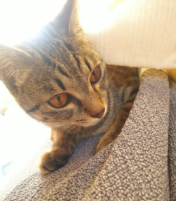 f:id:nekosam:20200225174055j:image f:id:nekosam:20200225174055j:image