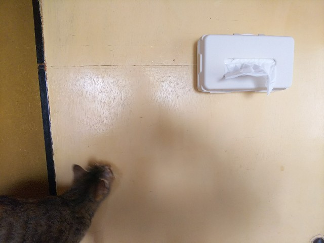 f:id:nekosam:20200329150604j:image