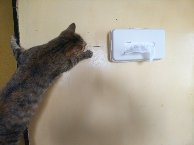 f:id:nekosam:20200329150637j:image