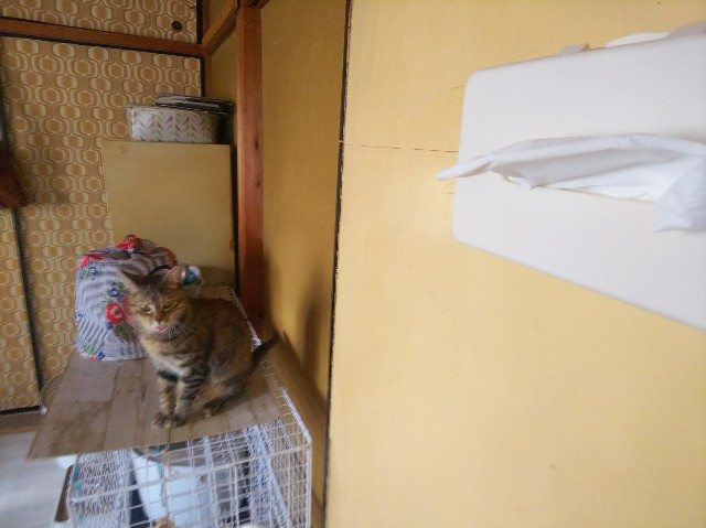 f:id:nekosam:20200329150715j:image