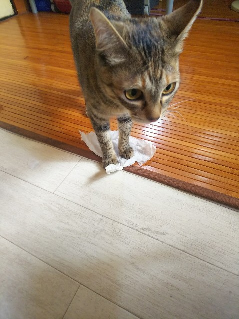 f:id:nekosam:20200329152015j:image f:id:nekosam:20200329152015j:image