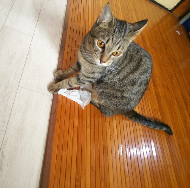 f:id:nekosam:20200329152034j:image