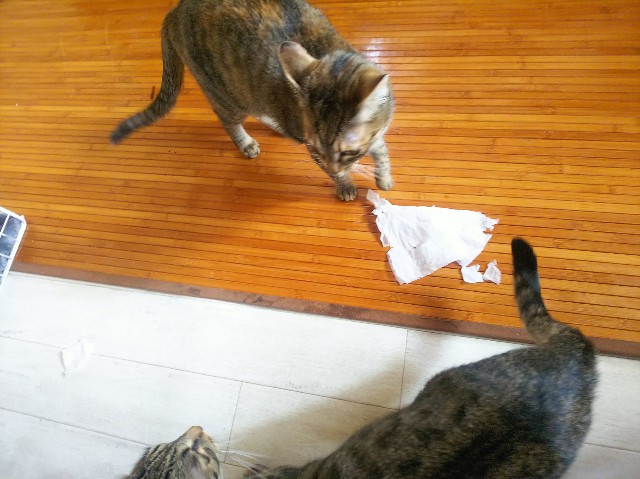 f:id:nekosam:20200329152115j:image