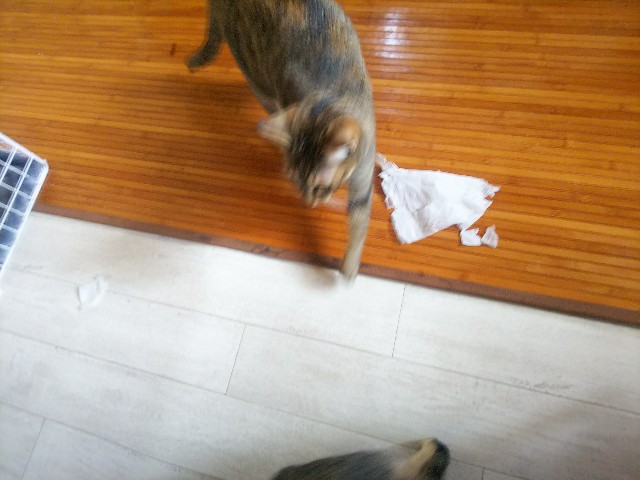 f:id:nekosam:20200329152128j:image