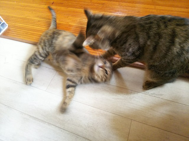 f:id:nekosam:20200329152159j:image