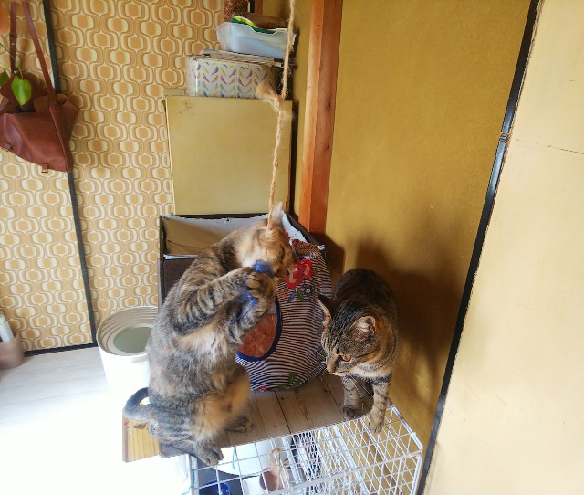 f:id:nekosam:20200406155207j:image f:id:nekosam:20200406155207j:image