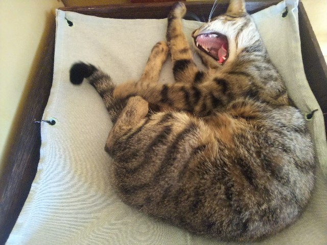 f:id:nekosam:20200423154046j:image