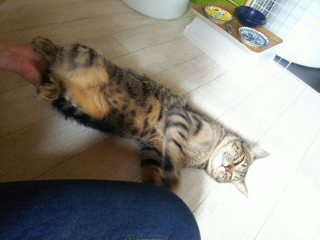 f:id:nekosam:20200423154810j:image