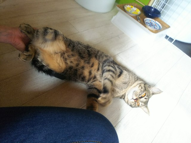 f:id:nekosam:20200423154835j:image