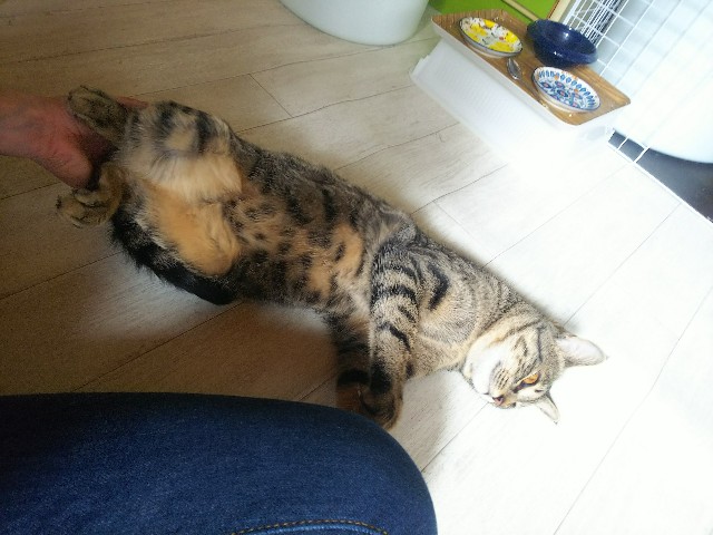 f:id:nekosam:20200423154854j:image