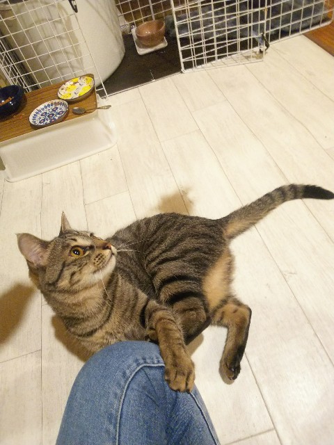 f:id:nekosam:20200423161118j:image